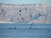 Baja Frigate with Birds Following