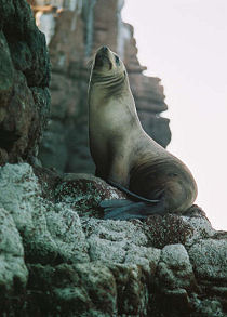 Baja Fur Seal